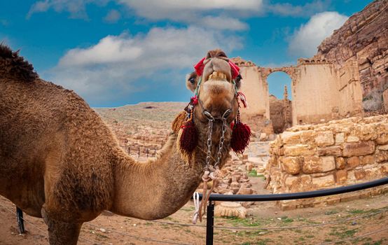 Camels that walked tourists and rest on the Roman road in Petra February 2020