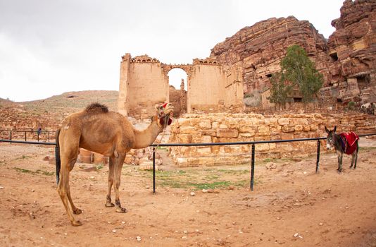 Camels that walked tourists and rest on the Roman road in Petra February 2020
