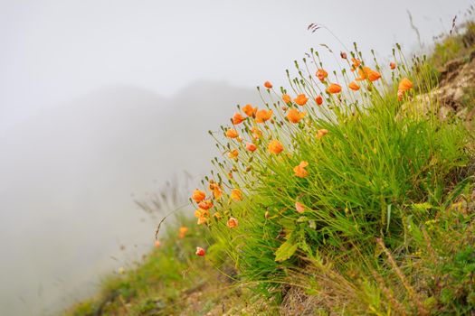 Orange wild poppy flowers grow in the mountains. Fog. Close-up.