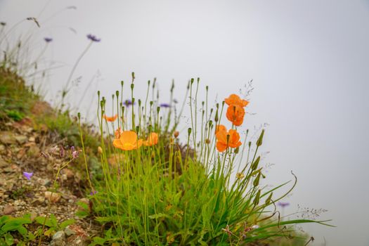 Orange wild poppy flowers grow in the mountains. Fog. Close-up.