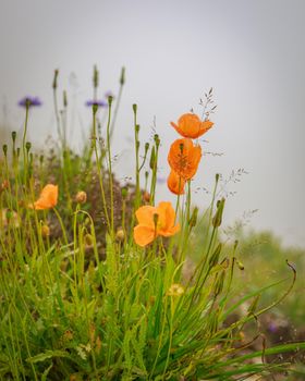Orange wild poppy flowers grow in the mountains. Fog. Close-up.