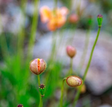 Orange wild poppy flowers grow in the mountains. Fog. Close-up.