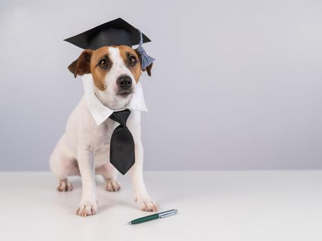 Jack Russell Terrier dog in a tie and academic cap sits on a white table