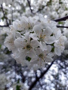 Spring cherry blossoms against the blue sky close-up.