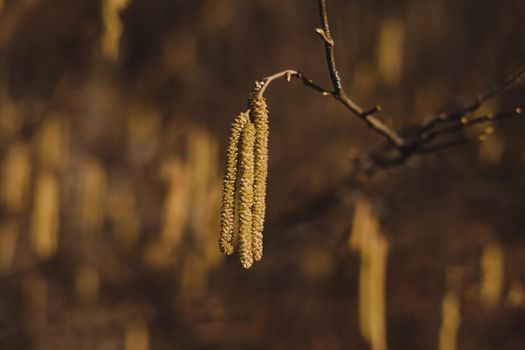 birch branch with buds earrings. spring awakening of nature. Spring allergy concept
