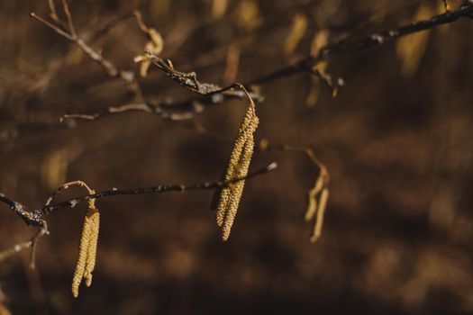 birch branch with buds earrings. spring awakening of nature. Spring allergy concept