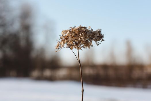 Dry hydrangea branches with flowers on a blurry background. Hydrangea Hortensis. Seasonal nature background. Spring landscape details. Wild plants in meadow
