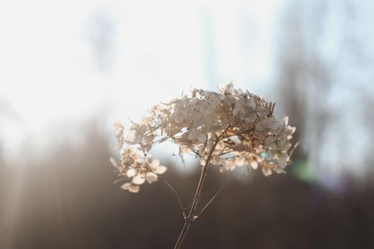 Dry hydrangea branches with flowers on a blurry background. Hydrangea Hortensis. Seasonal nature background. Spring landscape details. Wild plants in meadow