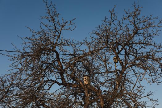 birdhouses on tree. Small wooden houses for birds hang high on tree in forest in spring.