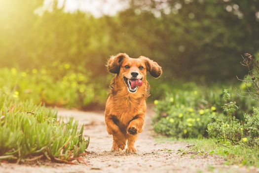 Happy playful long haired Dachshund dog running outdoors on sunny day in nature. High quality photo