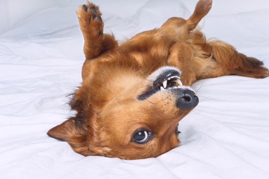 Funny crazy brown dog lying on the white bed. Happy playful dachshund dog having fun. High quality photo