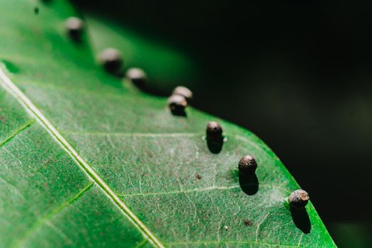 Abstract BANNER larvae of insect eggs ball shape accuracy lie beauty along edge of Green plant leaf surface. Amazing macro wildlife nature world High detail photo texture veins. Matte vintage effect.