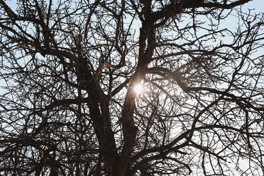 texture of spring branches against blue sky. 