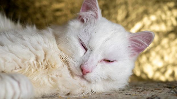 portrait of a Turkish angora that sleeping on a golden background.