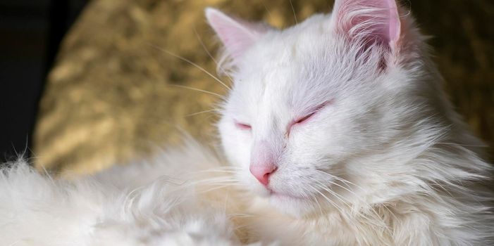 portrait of a Turkish angora that lies on a golden background