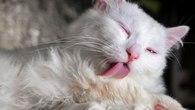 White cat licks itself on a golden background.