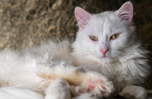 portrait of a Turkish angora that lies on a golden background