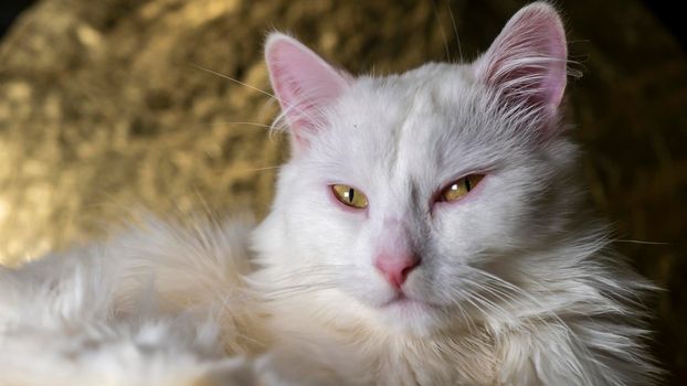 portrait of a Turkish angora that lies on a golden background