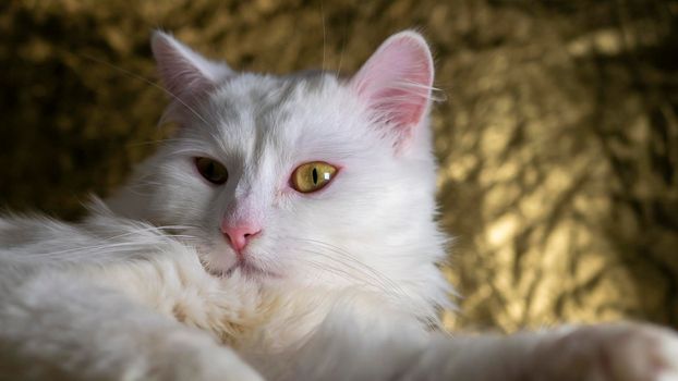 portrait of a Turkish angora that lies on a golden background