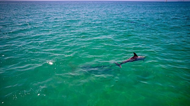 Amazing dolphins swimming in the ocean