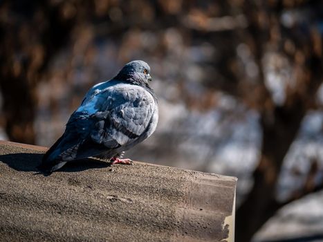 Close-up of the urban pigeon sitting on the parapet of the building. Selective focus made with telephoto