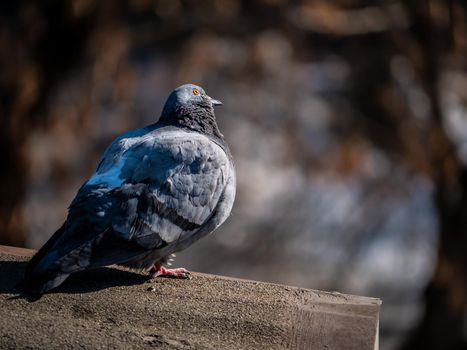 Close-up of the urban pigeon sitting on the parapet of the building. Selective focus made with telephoto