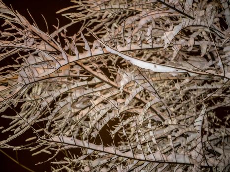 A snow-covered branch. Beautiful winter landscape with snow-covered trees.