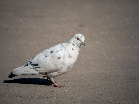 beautiful white pigeon on asphalt. color