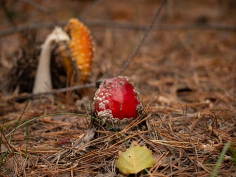 amanita muscaria, fly agaric, poisonous mushrooms with red pileus in autumn forest