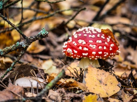 amanita muscaria, fly agaric, poisonous mushrooms with red pileus in autumn forest
