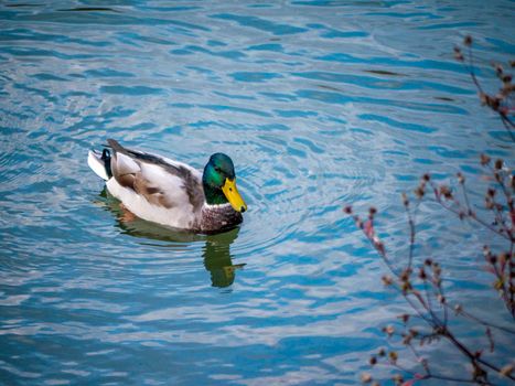 wild duck swims in a summer pond