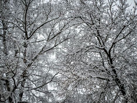 A snow-covered branch. Beautiful winter landscape with snow-covered trees.