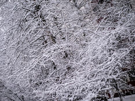 A snow-covered branch. Beautiful winter landscape with snow-covered trees.