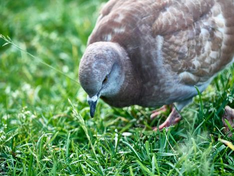 Pigeon on the ground or grass floor in the park. Beautiful pigeon standing on a meadow.