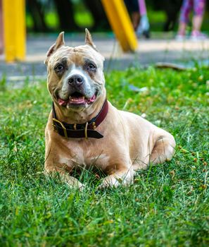 a happy dog, Staffordshire Bull Terrier. nature background