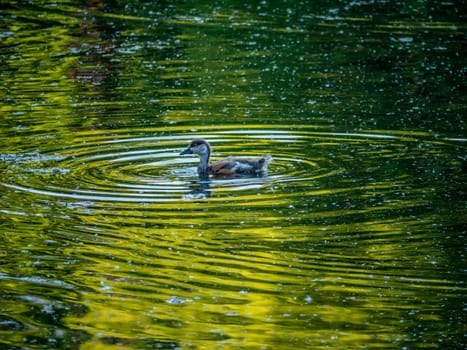 Wild duck swimming in clear lake water in summer park.