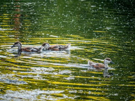 wild ducklings swim in the pond