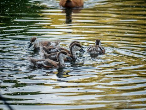 wild ducklings swim in the pond