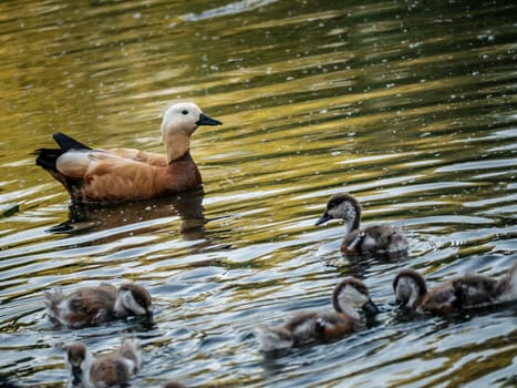 Wild duck swimming in clear lake water in summer park.