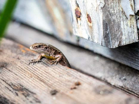 A small lizard with a tail basks in the sun in the summer sitting on wooden boards in the park. nature light