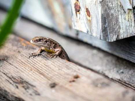 A small lizard with a tail basks in the sun in the summer sitting on wooden boards in the park. nature light