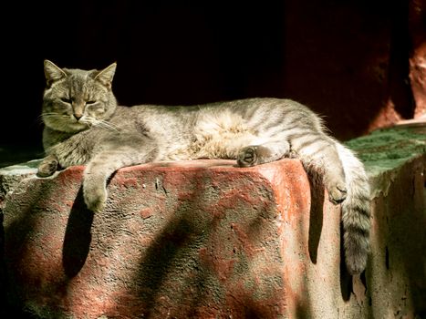 Happy, the gray cat lies outside on the concrete background. Street photo. nature light