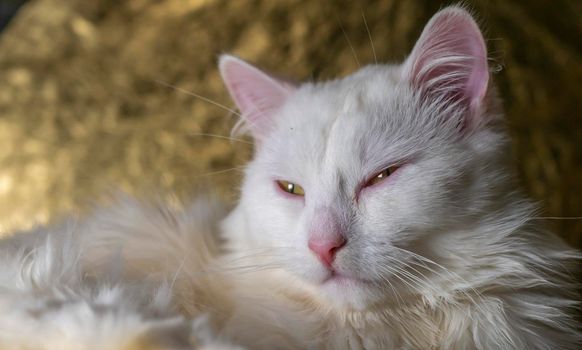 portrait of a Turkish angora that lies on a golden background