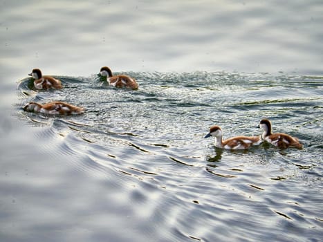 Wild duck swimming in clear lake water in summer park.