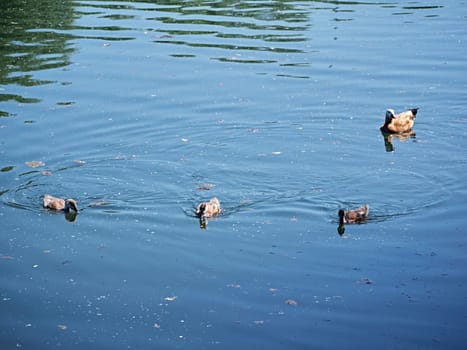 A flock of wild ducks on a river in the fall