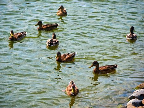 A flock of wild ducks on a river in the fall