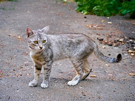 exquisite graceful gray tabby cat stands on the sidewalk