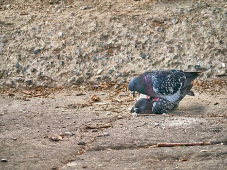 Two pigeons mating sitting on granite fence