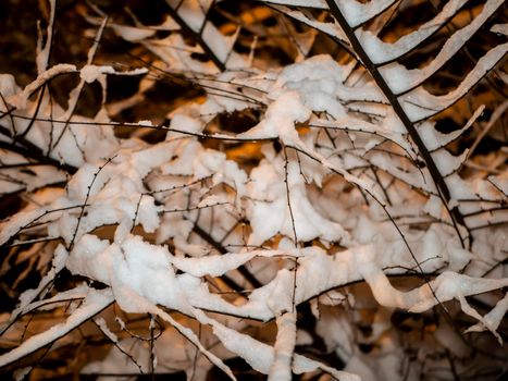 A snow-covered branch. Beautiful winter landscape with snow-covered trees.