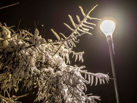 A snow-covered branch. Beautiful winter landscape with snow-covered trees.